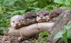 The-four-otters-from-left-Ash-Tod-Pip-and-Sam-Copyright-Ian-Greneholt-1024x624.jpg