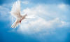 peace-pigeon-2-1000x600.png